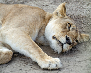 Obraz premium A lioness lies on the ground in Serengeti National Park, Tanzania, Africa. 