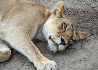 A lioness lies on the ground in Serengeti National Park, Tanzania, Africa.
