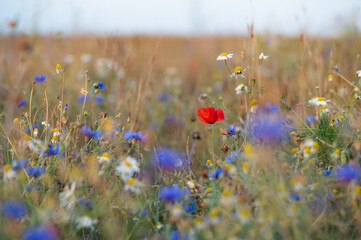 Poppy blooming in a colorful meadow full of wildflowers