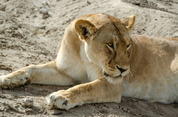 A lioness lies on the ground in Serengeti National Park, Tanzania, Africa.
