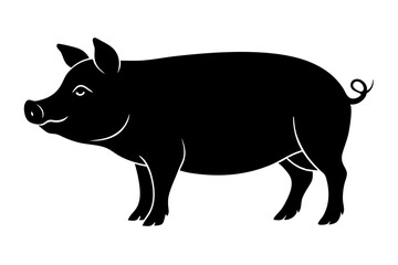 pig on a white background