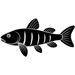 fish on a white background