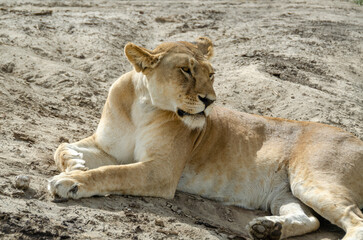 A lioness lies on the ground in Serengeti National Park, Tanzania, Africa.
