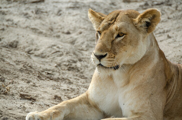 A lioness lies on the ground in Serengeti National Park, Tanzania, Africa.
