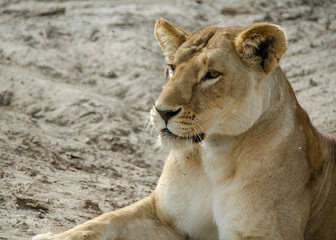 A lioness lies on the ground in Serengeti National Park, Tanzania, Africa.
