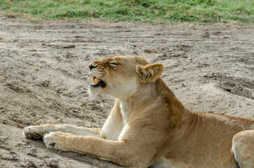 A lioness lies on the ground in Serengeti National Park, Tanzania, Africa.
