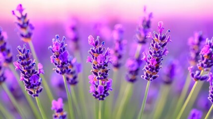 Lavender field sunset, close-up blossoms, purple flowers, tranquil scene, aromatherapy product