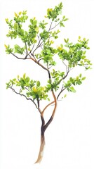 Lush Green Tree with Vibrant Foliage on White Background - Botanical Illustration