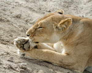 A lioness lies on the ground in Serengeti National Park, Tanzania, Africa.
