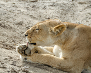 A lioness lies on the ground in Serengeti National Park, Tanzania, Africa.
