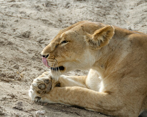 A lioness lies on the ground in Serengeti National Park, Tanzania, Africa.
