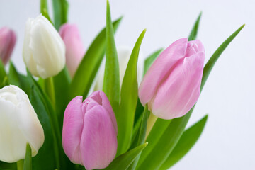 Bouquet of fresh natural white and purple tulips close up. Greeting card.