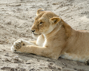 A lioness lies on the ground in Serengeti National Park, Tanzania, Africa.
