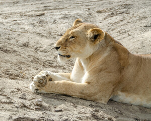 A lioness lies on the ground in Serengeti National Park, Tanzania, Africa.
