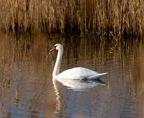 Mute Swan Swimming On The Lake In A Scene Of Wildlife In A National Park