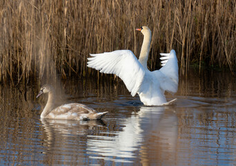 Mute Swan Flips Its Wings While Swimming With A Cygnet On The Lake In A National Park Scene Of...