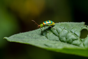 Macro shot of a colorful beetle, Diabrotica speciosa, resting on a green leaf, highlighting the vibrant patterns and textures of the insect and its natural environment