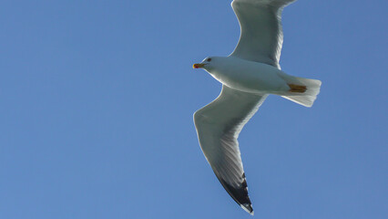 Seagull Flight Sky Coastal Bird Soaring: Daytime aerial view of a seagull in flight against a clear blue sky near a coast.