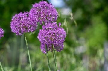 Allium hollandicum persian onion dutch garlic purple sensation flowering plant, ornamental flowers in bloom