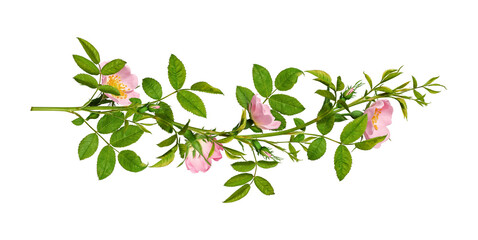 Vintage floral arrangement, collage. Green branches of Dog rose (Rosa canina) with pink flowers isolated on white background. Design element for floral arrangements, frames, garlands. © Yuliia