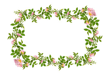 Vintage floral frame. Green Dog rose (Rosa canina) branches with pink flowers isolated on white background.