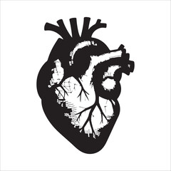 Human heart vector silhouette, icon