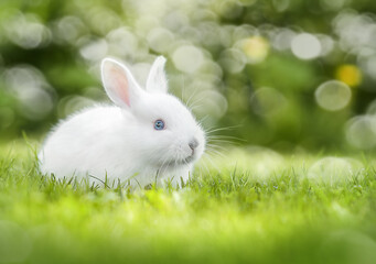 Rabbit grazing on fresh green grass, springtime freshness and vibrant nature