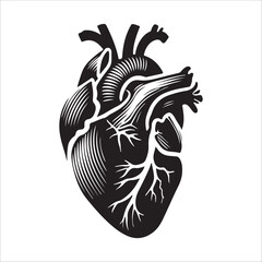 Human heart vector silhouette, icon