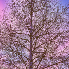 Birch tree from the rural landscape below Skreia, Toten, Norway, an afternoon of January 2025.