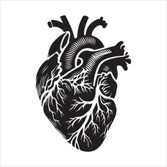 Human heart vector silhouette, icon