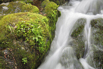 A stream of water flows over a mossy rock