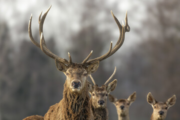 A group of people are surfing in the ocean
