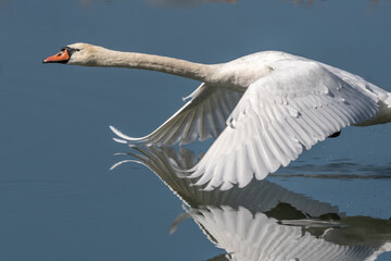 A swan is flying over a body of water