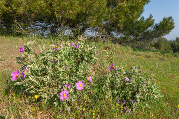 A bunch of purple flowers are growing in a field