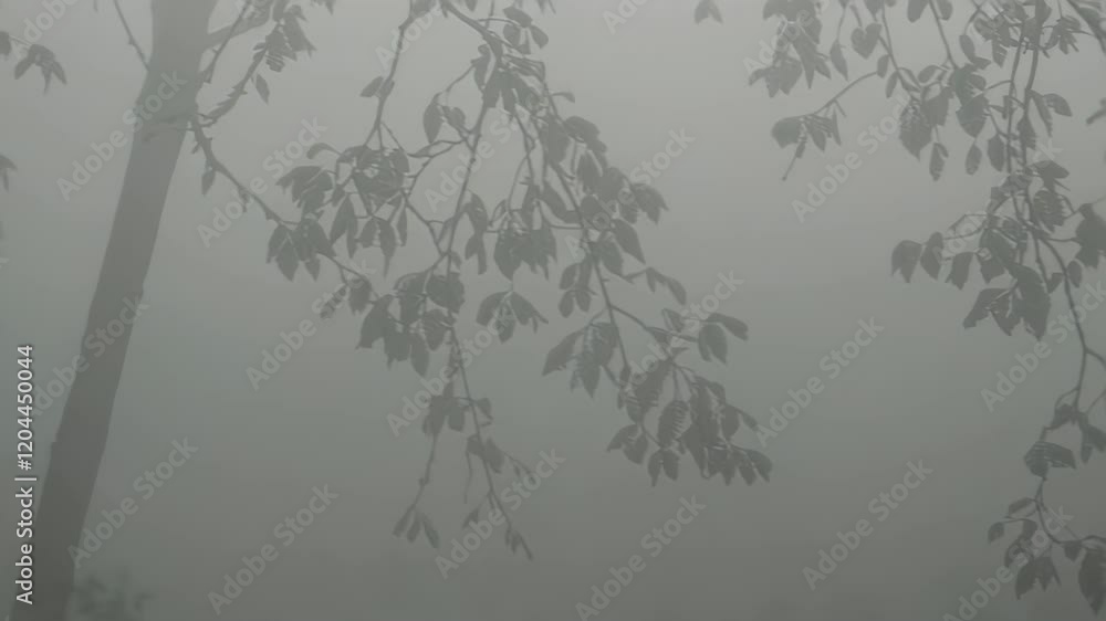 Poster misty scene with tree branches and leaves, creating an ethereal and serene atmosphere.