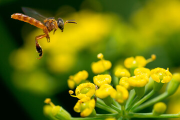 Jatai Stingless bee flying to a flower
