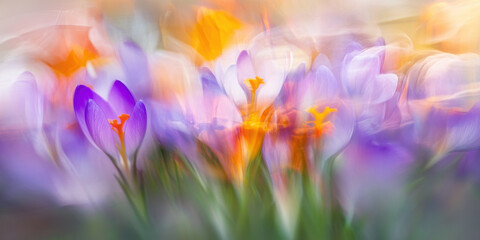 Purple crocuses in full bloom. Spring flowers in the garden. Defocused image, bokeh background....