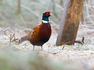 Common pheasant, Phasianus colchicus