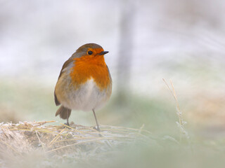 Robin, Erithacus rubecula