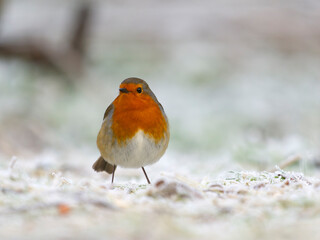 Robin, Erithacus rubecula