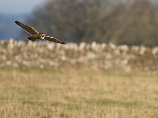 Short-eared owl, Asio flammeus