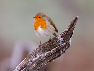 Robin, Erithacus rubecula