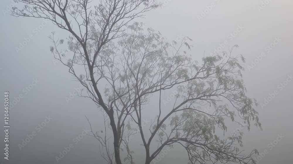Poster trees in fog