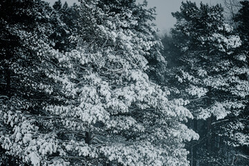 Snow falling in a coniferous forest late at night, Norway © 4781