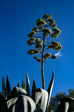 Agave in bloom against a blue sky in Villa Giardino, C&oacute;rdoba provine, Argentina.