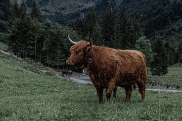 Hochlandrind
