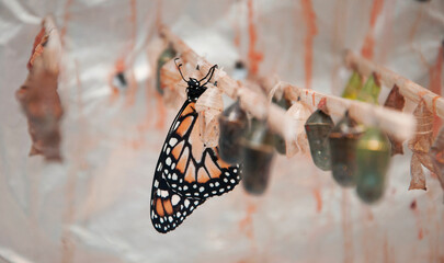 Orange, black and white Butterfly in a butterfly house with several cocoons in the surroundings