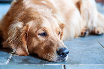 Golden retriever dog with head lying down and looking sideways