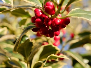 Red berries on branches of the holly (Ilex aquifolium) variegated cultivar, common holly, English holly, European holly, or Christmas holly. France