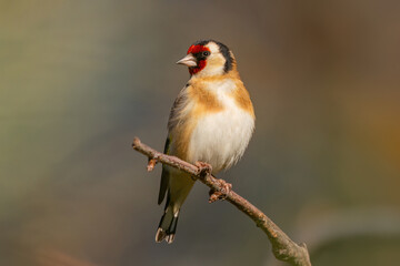 A European Goldfinch on a branch